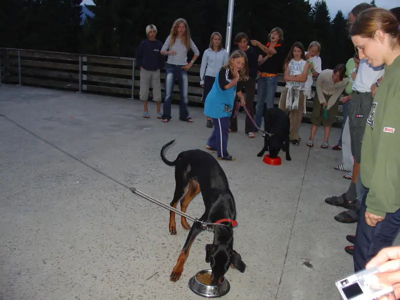 Ein Hund mit einem Stock im Mund. – Jugend und Hund Lager 2005 in Ebnatkappel