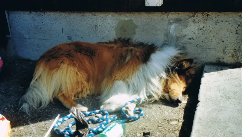 Eine braun-weisse Collie, die auf dem Boden neben einem blauen und weissen Seil liegt, mit einer Wand im Hintergrund. Rasse: Collie. – Jugend und Hund Lager 2001 in Eigenthal