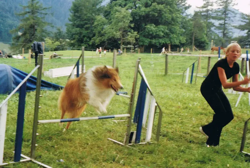Eine Frau, die in einem Feld über ein Hindernis springt, mit einer Collie in der Luft. Rasse: Sheltie. – Jugend und Hund Lager 2001 in Eigenthal