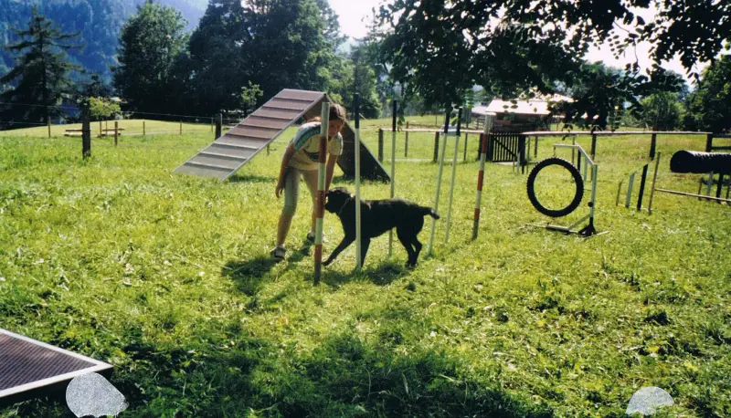 Eine Frau, die mit einem Hund auf einem Feld spielt, umgeben von einem Metallzaun, einer… Rasse: Belgischer Schäferhund (Groenendael). – Jugend und Hund Lager 2001 in Eigenthal