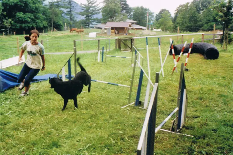 Eine Frau, die mit einem schwarzen Hund in einem Feld läuft, umgeben von einem Zaun mit Stangen und einem… Rasse: Flat-Coated Retriever. – Jugend und Hund Lager 2001 in Eigenthal