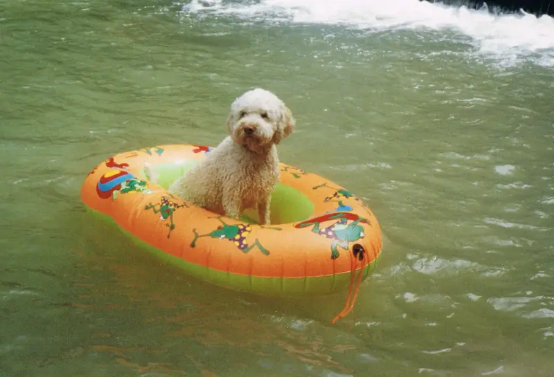Das Bild zeigt einen kleinen weissen Hund, der auf einem aufblasbaren Schlauch im Wasser sitzt, mit einem schwarzen… Rasse: Zwergpudel. – Jugend und Hund Lager 2001 in Eigenthal