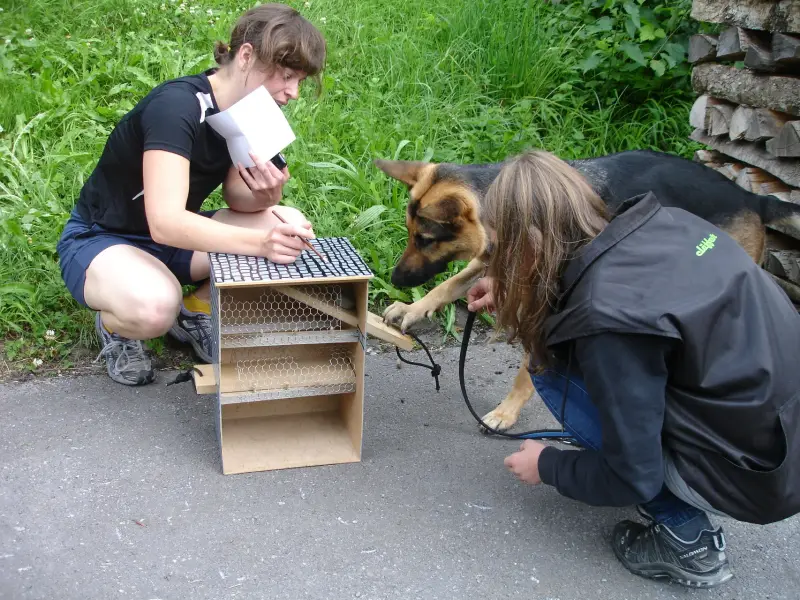 Zwei Personen, die an der Leine neben einem Hund knien. Rasse: Deutscher Schäferhund. – Jugend und Hund Lager 2011 in Elm