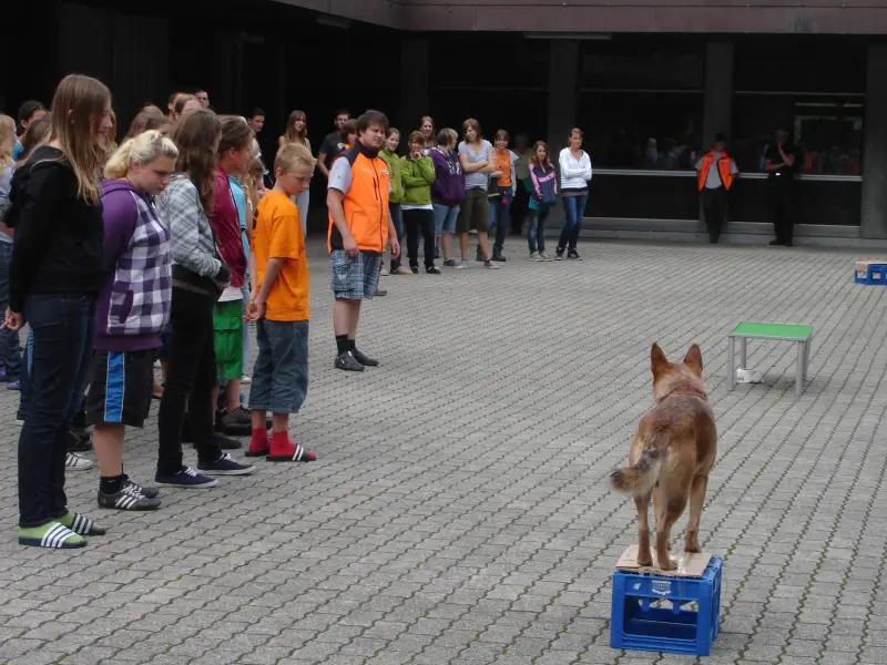 Eine Gruppe von Menschen, die um einen Hund auf einer blauen Box stehen. – Jugend und Hund Lager 2011 in Elm