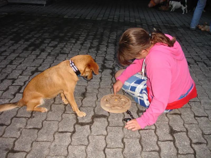 Ein junges Mädchen mit rosa Jacke und blau-weisser Hose, kniet auf den Boden und streichelt einen braunen Hund. Rasse: Toy Terrier. – Jugend und Hund Lager 2011 in Elm