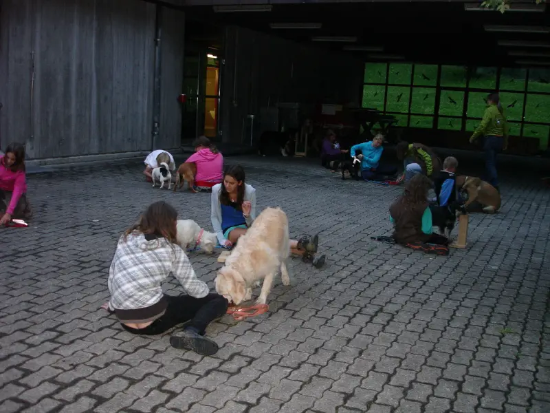 Eine Gruppe von Menschen, die mit ihren Hunden auf dem Boden sitzen, umgeben von einer Holzwand, einer… Rassen: Golden Retriever, Toy Terrier. – Jugend und Hund Lager 2011 in Elm