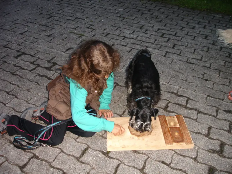 Eine Frau, die neben einem schwarz-weissen Hund auf einem Holzbrett kniet. Rasse: Scottish Terrier. – Jugend und Hund Lager 2011 in Elm