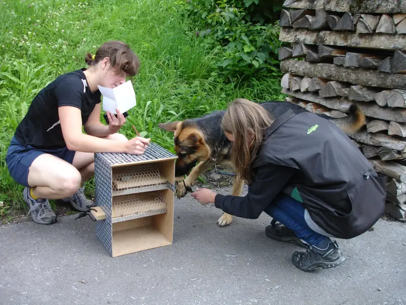 Zwei Personen und einen Hund in einem bewaldeten Bereich. Rasse: Deutscher Schäferhund. – Jugend und Hund Lager 2011 in Elm