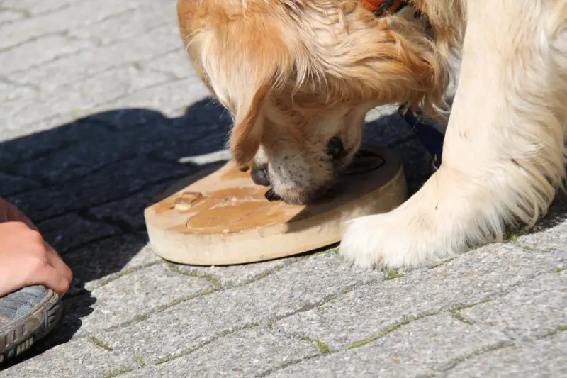 Eine Person Hand auf der linken Seite des Rahmens, mit einem Hund schnüffelt einen Holzschuh auf dem Boden. Rasse: Golden Retriever. – Jugend und Hund Lager 2011 in Elm