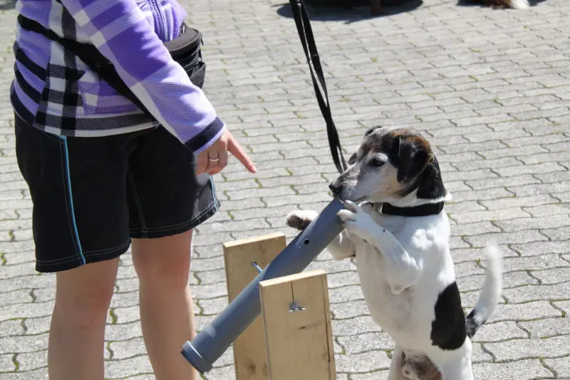 Eine Frau, die neben einem Hund an der Leine steht und ein Metallobjekt in der Hand hält. Rasse: Beagle. – Jugend und Hund Lager 2011 in Elm