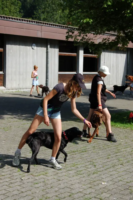 Eine Gruppe von Menschen, die mit zwei Hunden vor einem Gebäude spielen. Rassen: Staffordshire Bullterrier, Labrador Retriever. – Jugend und Hund Lager 2011 in Elm