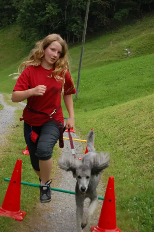 Ein junges Mädchen, das mit einem Hund an der Leine läuft, umgeben von Verkehrskegeln, Gras, einem Pfahl und Bäumen im… Rasse: Zwergpudel. – Jugend und Hund Lager 2011 in Elm