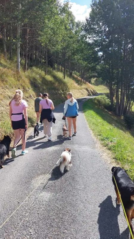 Eine Gruppe von Menschen, die mit ihren Hunden eine Strasse entlang gehen… Rassen: Tibet Terrier, Cavalier King Charles Spaniel (Blenheim). – Jugend und Hund Lager 2023 in Segnas