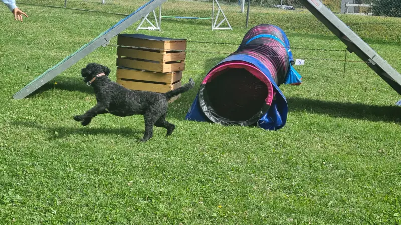Das Bild zeigt einen schwarzen Hund, der durch ein Grasfeld mit einem blauen und rosa Tunnel im Hintergrund… Rasse: Bouvier des Flandres. – Jugend und Hund Lager 2023 in Segnas