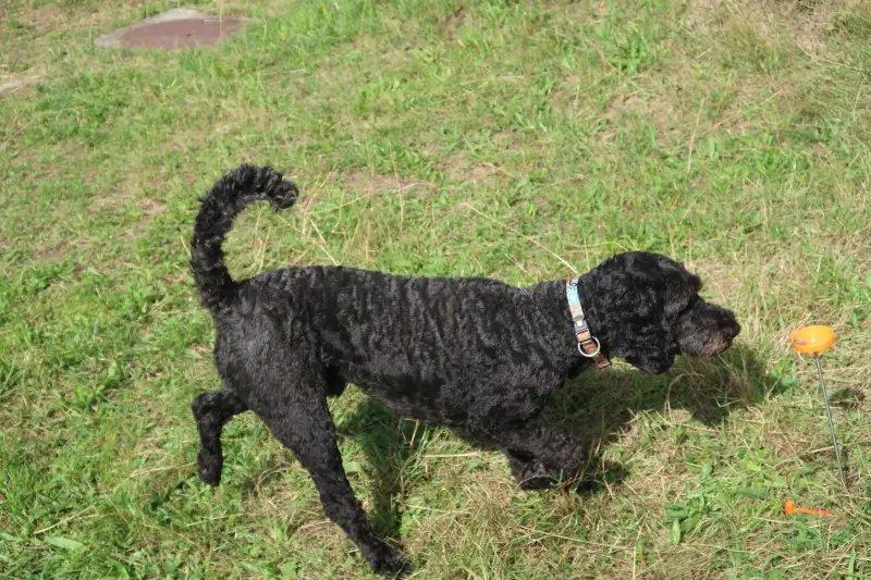 Das Bild zeigt einen schwarzen Wasserspaniel, der über ein üppig grünes Feld mit einem orangenen Objekt im… Rasse: Curly-Coated Retriever. – Jugend und Hund Lager 2023 in Segnas