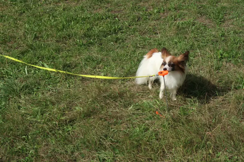 Das Bild zeigt einen kleinen weissen und braunen Papillon-Hund, der auf einem üppigen grünen Feld steht und ein orangenes… Rasse: Papillon. – Jugend und Hund Lager 2023 in Segnas