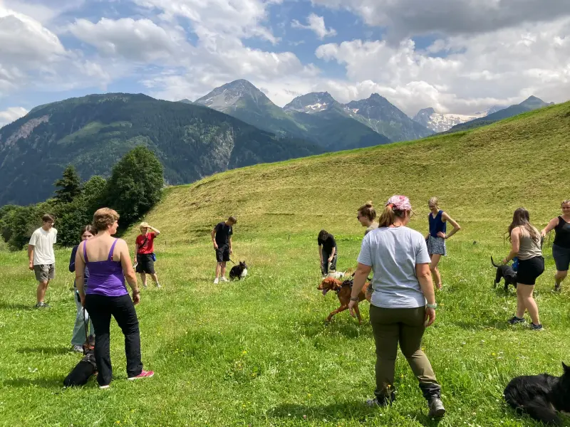 Eine Gruppe von Menschen, die ihre Hunde auf einem Feld laufen, umgeben von üppig grünem Gras, Bäumen und… Rasse: Sheltie. Wandern. – Jugend und Hund Lager 2024 in Segnas