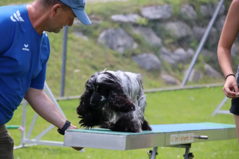 Das Bild zeigt einen Mann, der ein blaues T-Shirt und eine Mütze trägt, die auf einem Tisch mit einem… Rasse: Cocker Spaniel. – Jugend und Hund Lager 2025 in Segnas