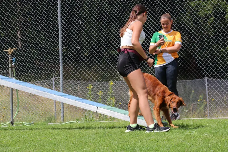 Zwei Frauen, die mit einem Hund an der Leine in einem Grasbereich spielen, umgeben von einem Zaun mit Stangen und… Rasse: Irish Setter. – Jugend und Hund Lager 2025 in Segnas