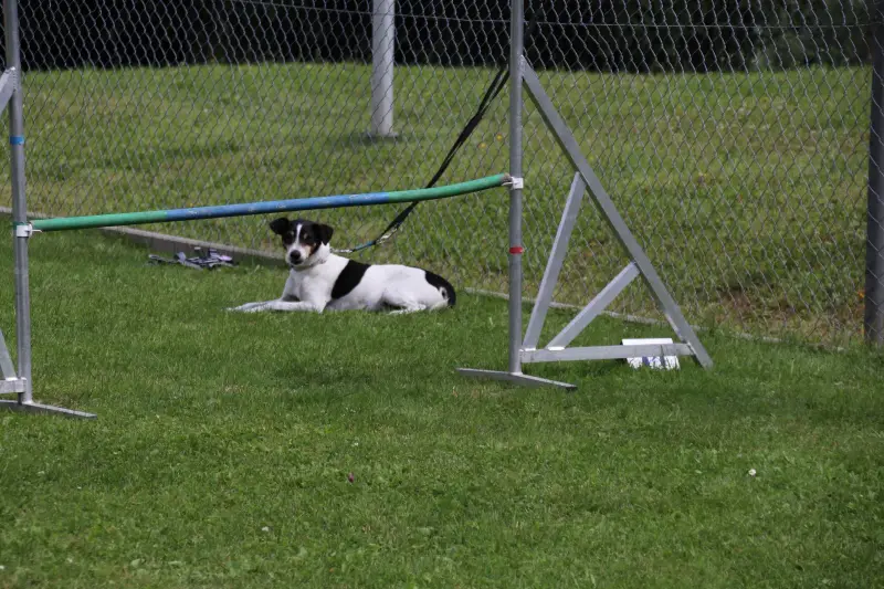 Das Bild zeigt einen schwarz-weissen Hund, der auf einem üppig grünen Feld liegt, mit einem Metallzaun im Hintergrund und… Rasse: Papillon. – Jugend und Hund Lager 2025 in Segnas