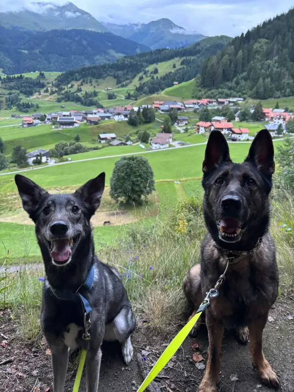 Zwei Hunde, die auf einer unbefestigten Strasse sitzen, umgeben von… Rassen: Europäischer Schlittenhund, Deutscher Schäferhund. Wandern. – Jugend und Hund Lager 2025 in Segnas