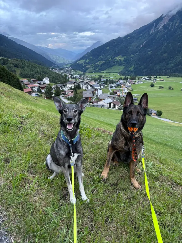Zwei Hunde, die auf einem üppigen grünen Hügel sitzen, umgeben von… Rassen: Deutscher Schäferhund, Europäischer Schlittenhund. Wandern. – Jugend und Hund Lager 2025 in Segnas