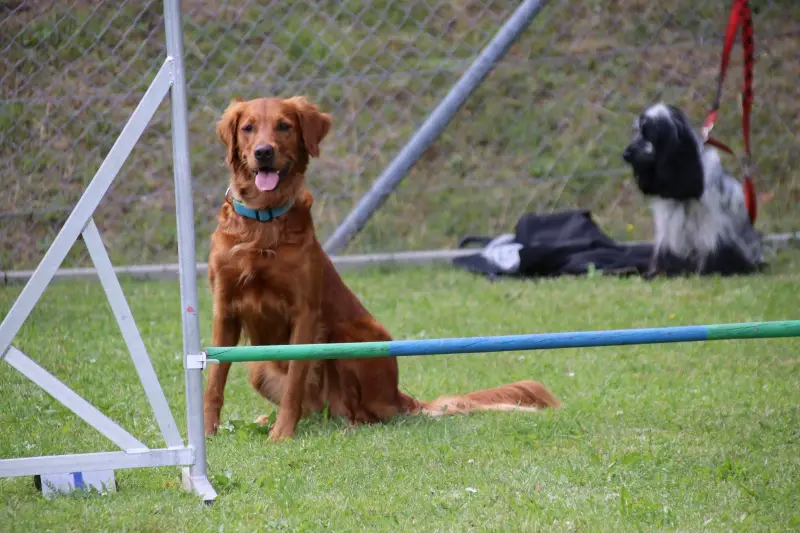 Zwei Hunde, die auf dem Gras vor einem Zaun sitzen, mit einem blauen und grünen Pol im Vordergrund und… Rassen: Irish Setter, Neufundländer. – Jugend und Hund Lager 2025 in Segnas