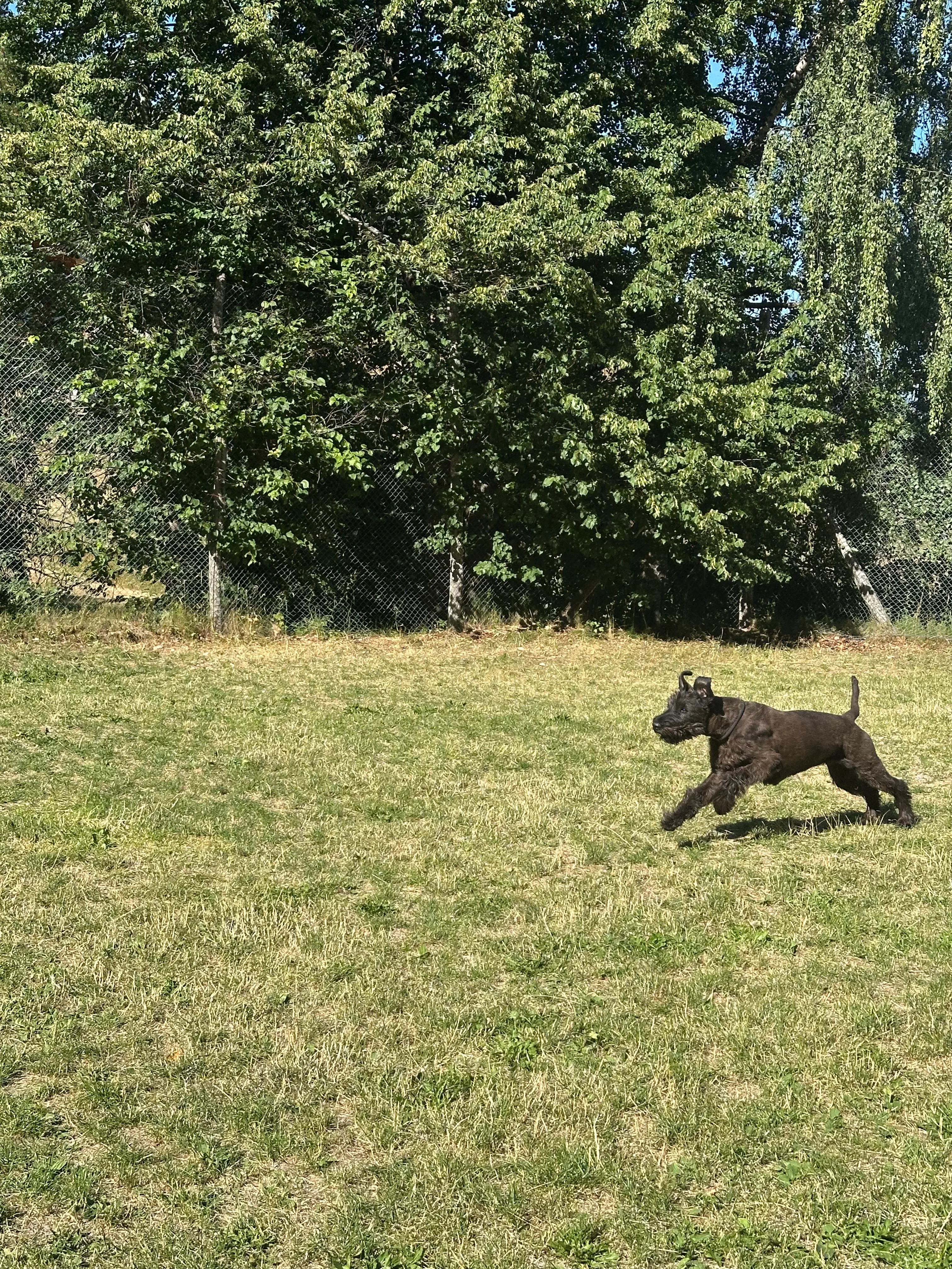 Das Bild zeigt einen schwarzen Hund, der in der Luft über ein Grasfeld springt, mit einem Netzzaun auf der linken Seite und Bäumen im Hintergrund. Hunderassen: Riesenschnauzer. Aktivität: Chillen (chill).