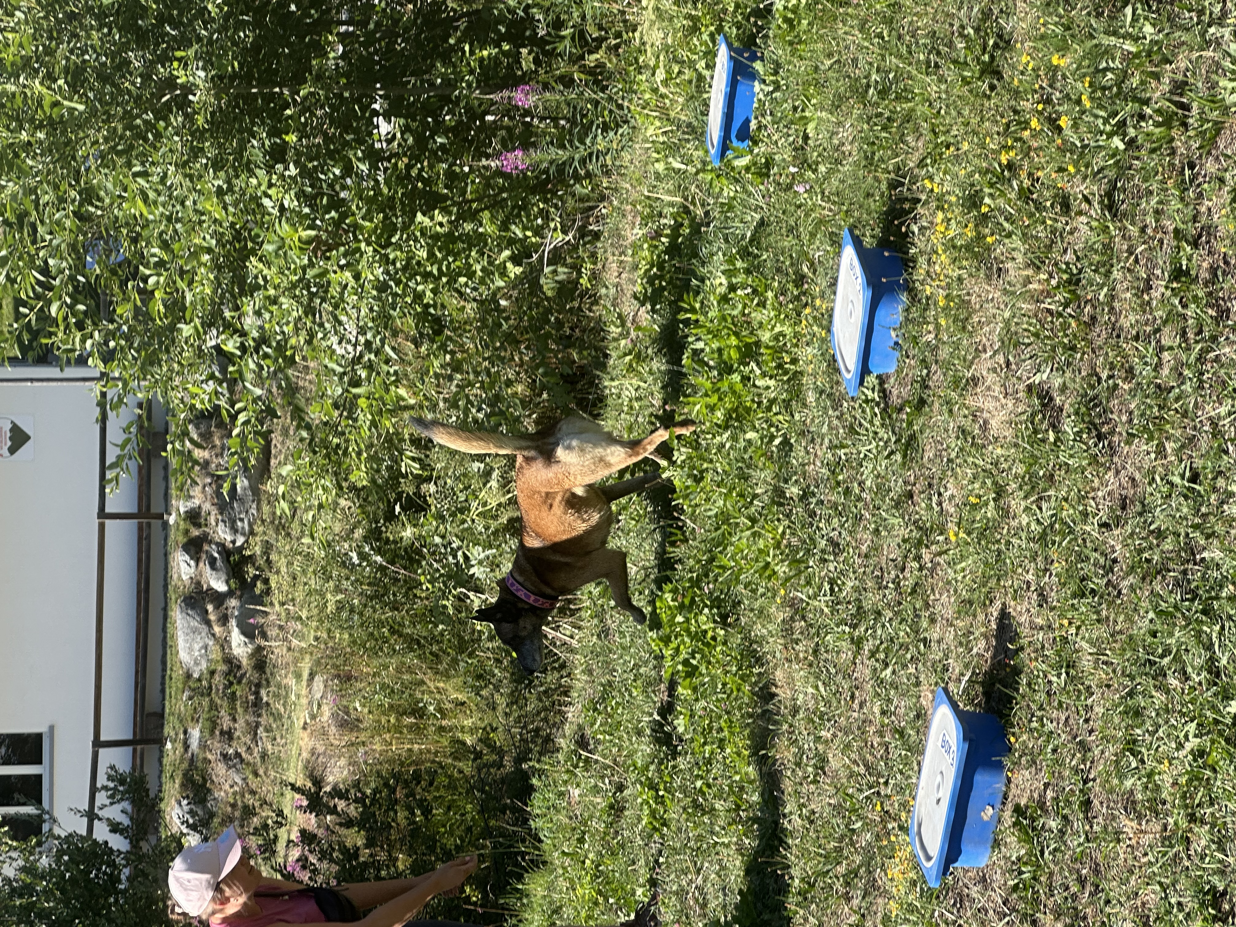 Das Bild zeigt eine Frau, die auf dem Gras neben einem Hund sitzt und einen Hut trägt. Im Hintergrund befinden sich Pflanzen, Bäume und blaue Objekte, sowie ein Gebäude mit Fenstern und einer Tür. Hunderassen: Hund. Aktivität: Chillen (chill).