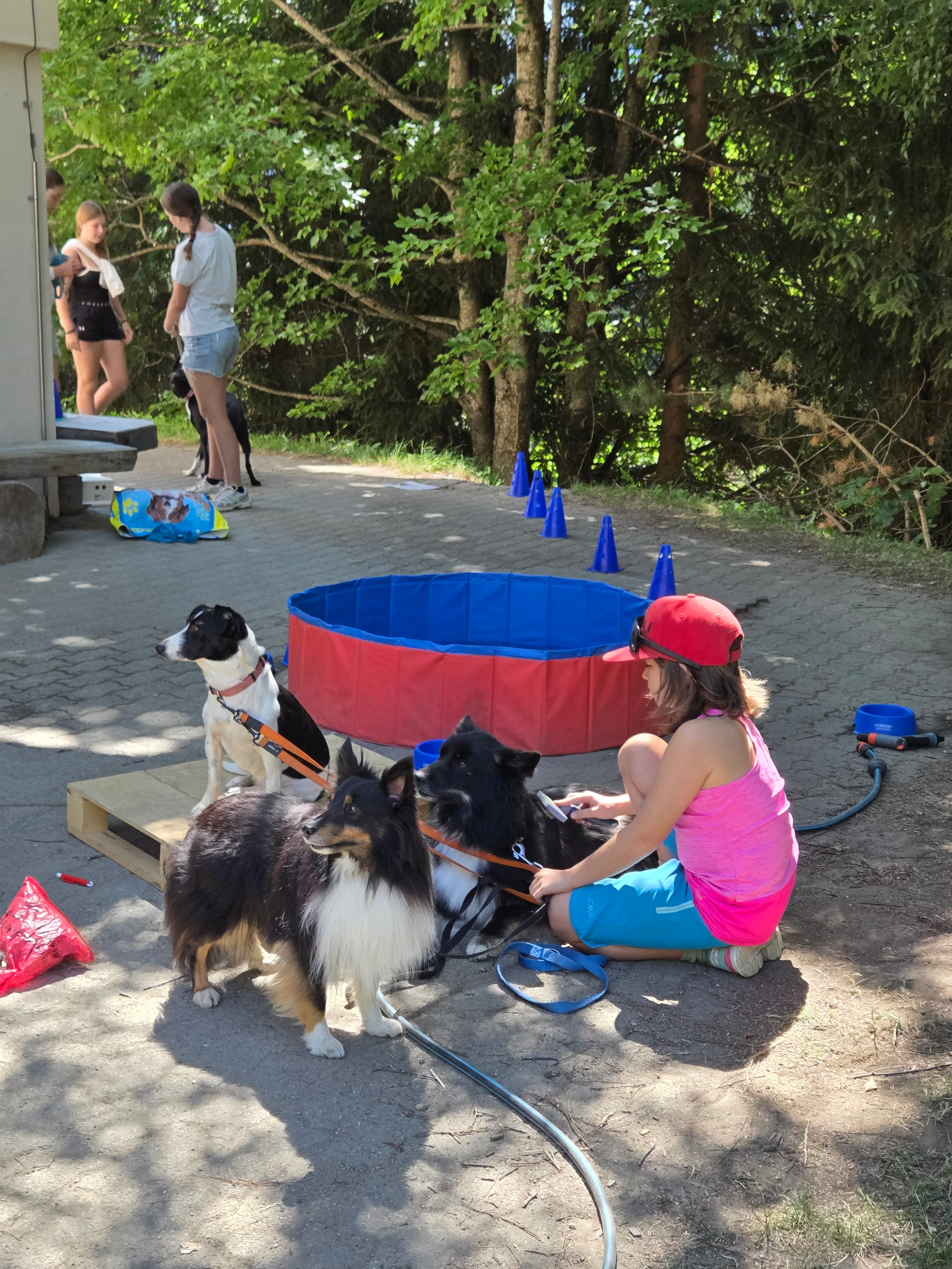 Das Bild zeigt eine Frau mit einem rosa T-Shirt, blauen Shorts und einer roten Mütze, die eine Leine an zwei Hunden an der Leine hält. Im Hintergrund stehen Bäume und ein blaues und rotes Zelt. Hunderassen: Berner Sennenhund, Berner Sennenhund, Berner Sennenhund. Aktivität: Chillen (chill).