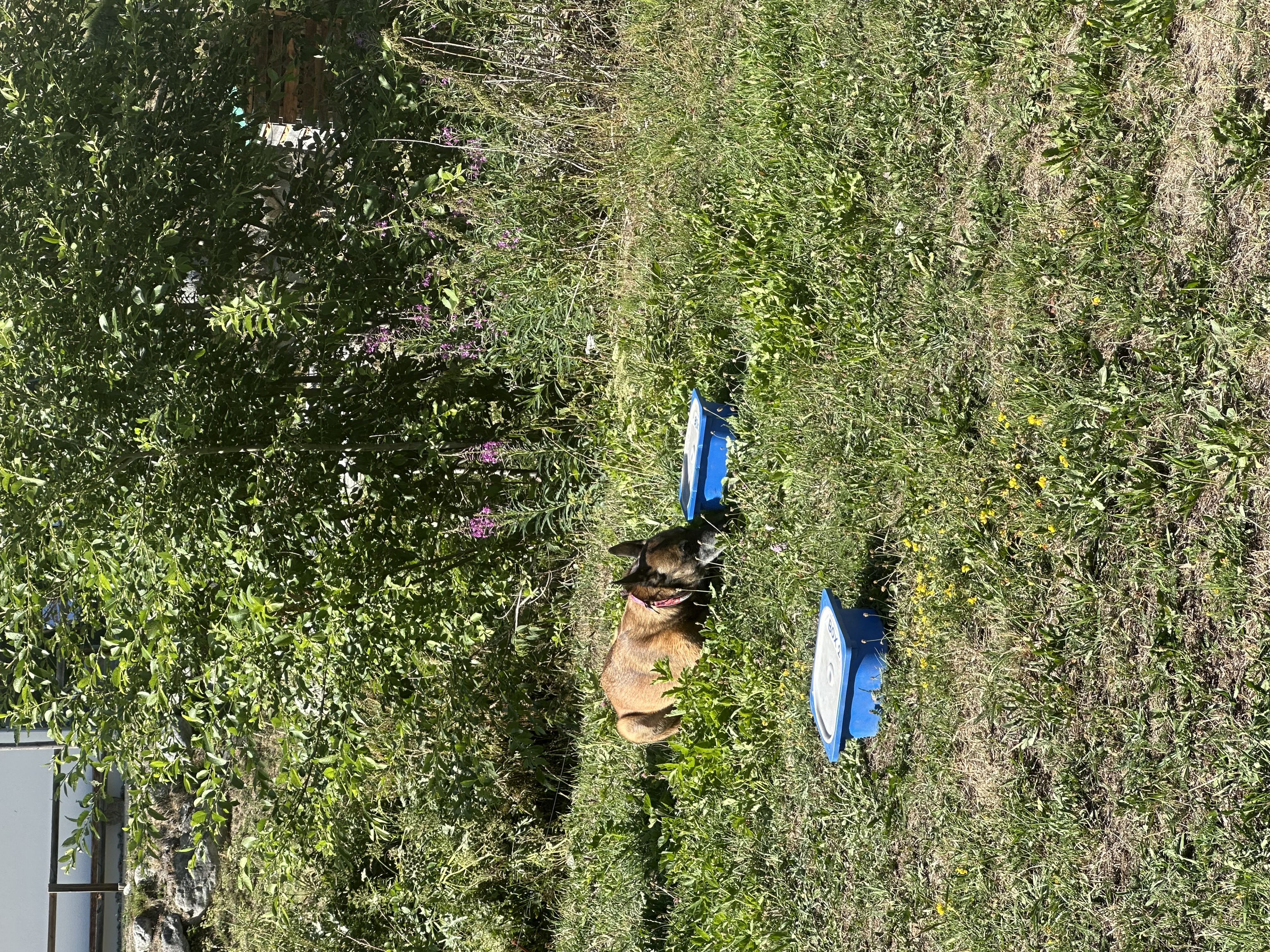 Das Bild zeigt einen Hund im Gras neben einem blauen Mülleimer, umgeben von Pflanzen und Bäumen. Der Hund ist braun und schwarz in Farbe. Hunderassen: Hund. Aktivität: Chillen (chill).