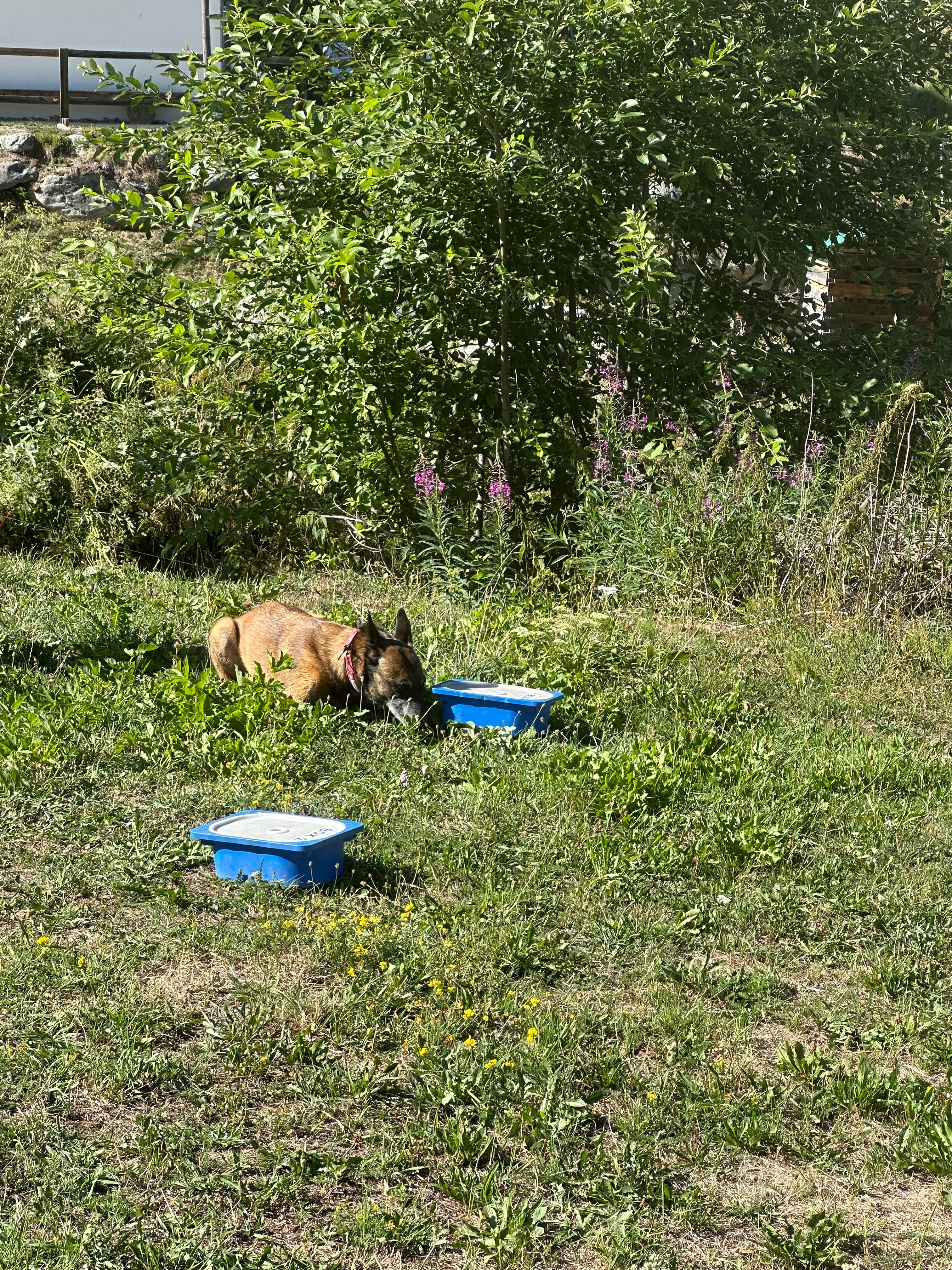 Das Bild zeigt einen Hund im Gras neben einem blauen Mülleimer, umgeben von Pflanzen und Bäumen. Der Hund ist braun und schwarz in Farbe. Hunderassen: Hund. Aktivität: Chillen (chill).