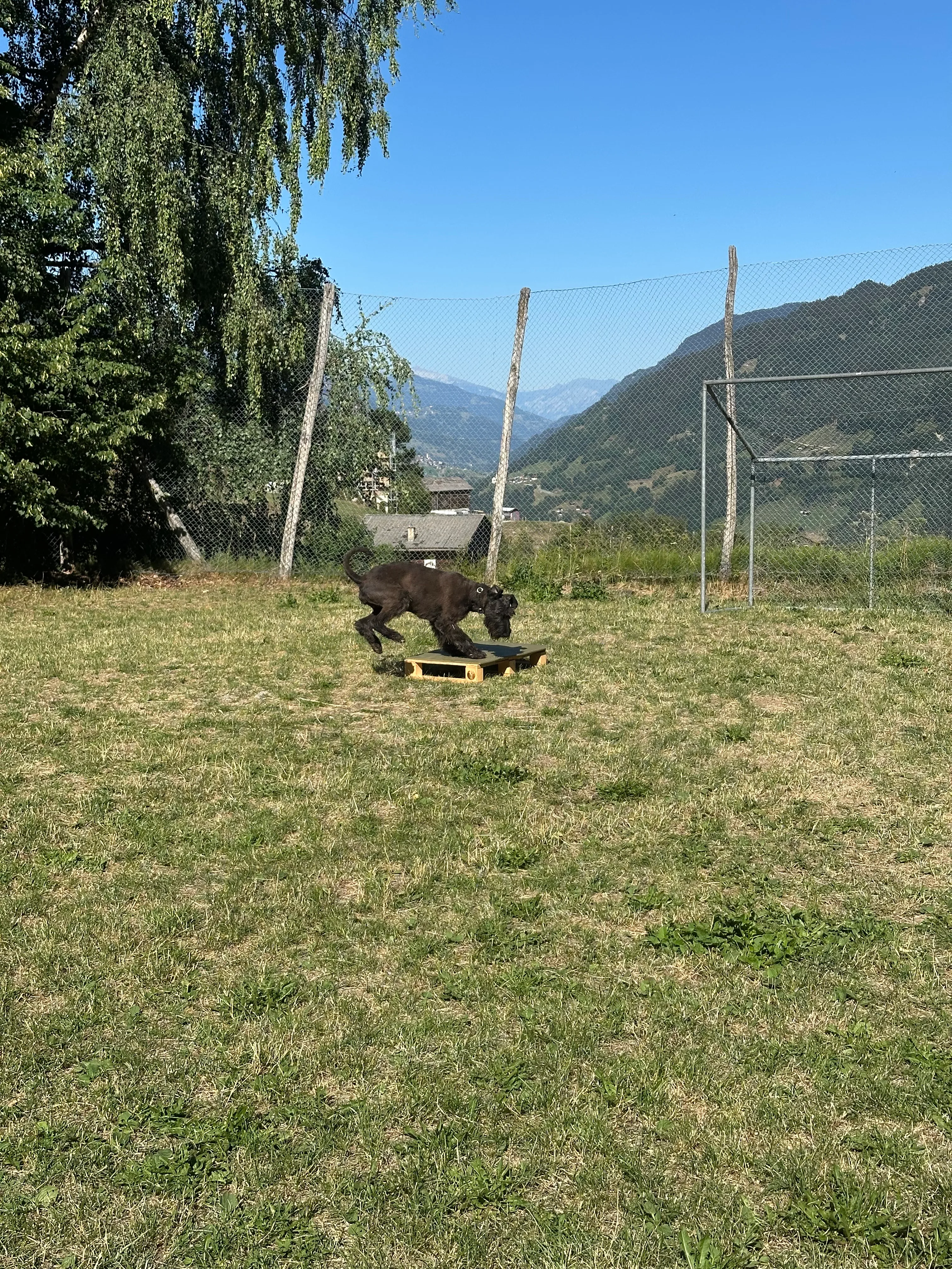 Das Bild zeigt einen schwarzen Bären, der auf einem üppig grünen Feld steht, umgeben von Bäumen und einem Zaun. Im Hintergrund gibt es einen Hügel und einen klaren blauen Himmel. Hunderassen: Hund. Aktivität: Chillen (chill).