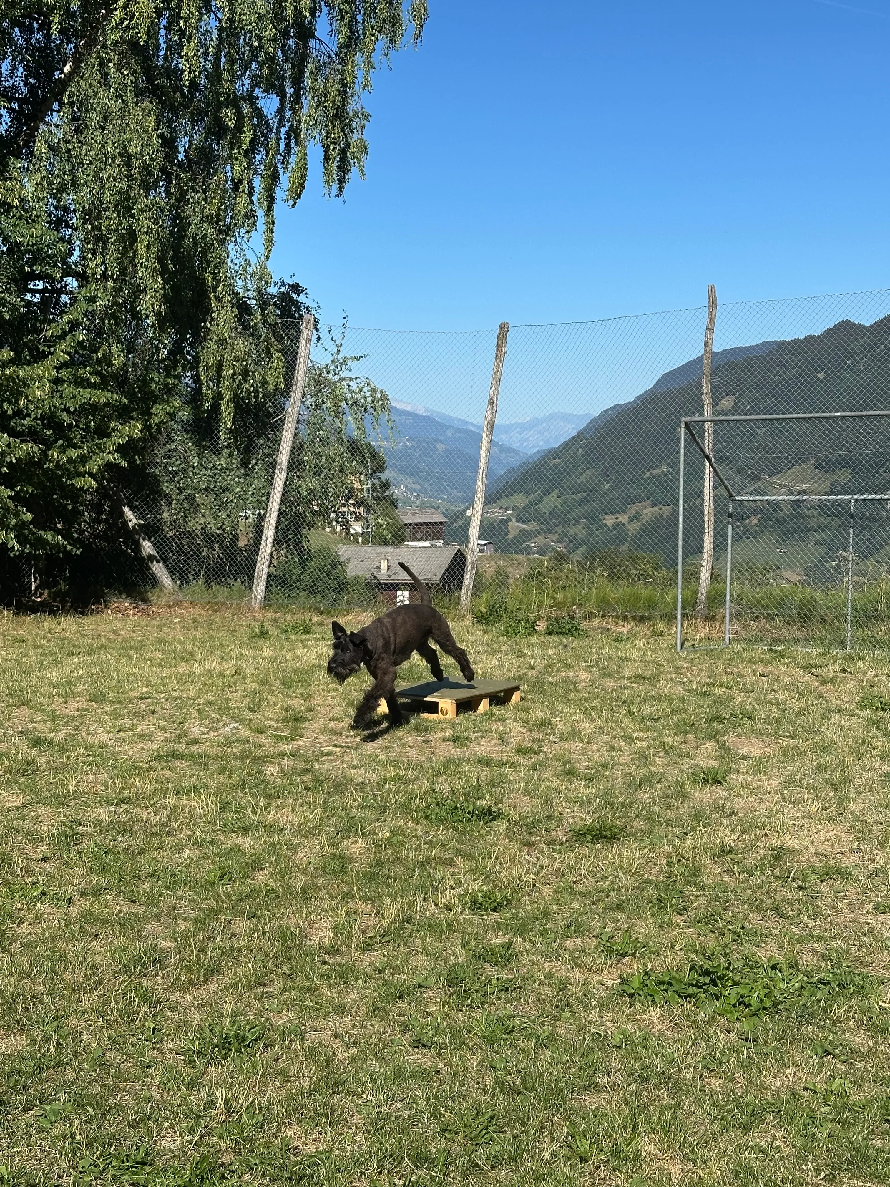 Das Bild zeigt einen schwarzen Hund, der auf einem üppig grünen Feld steht, umgeben von Bäumen und einem Zaun. Im Hintergrund gibt es einen Hügel und einen klaren blauen Himmel. Hunderassen: Hund. Aktivität: Chillen (chill).