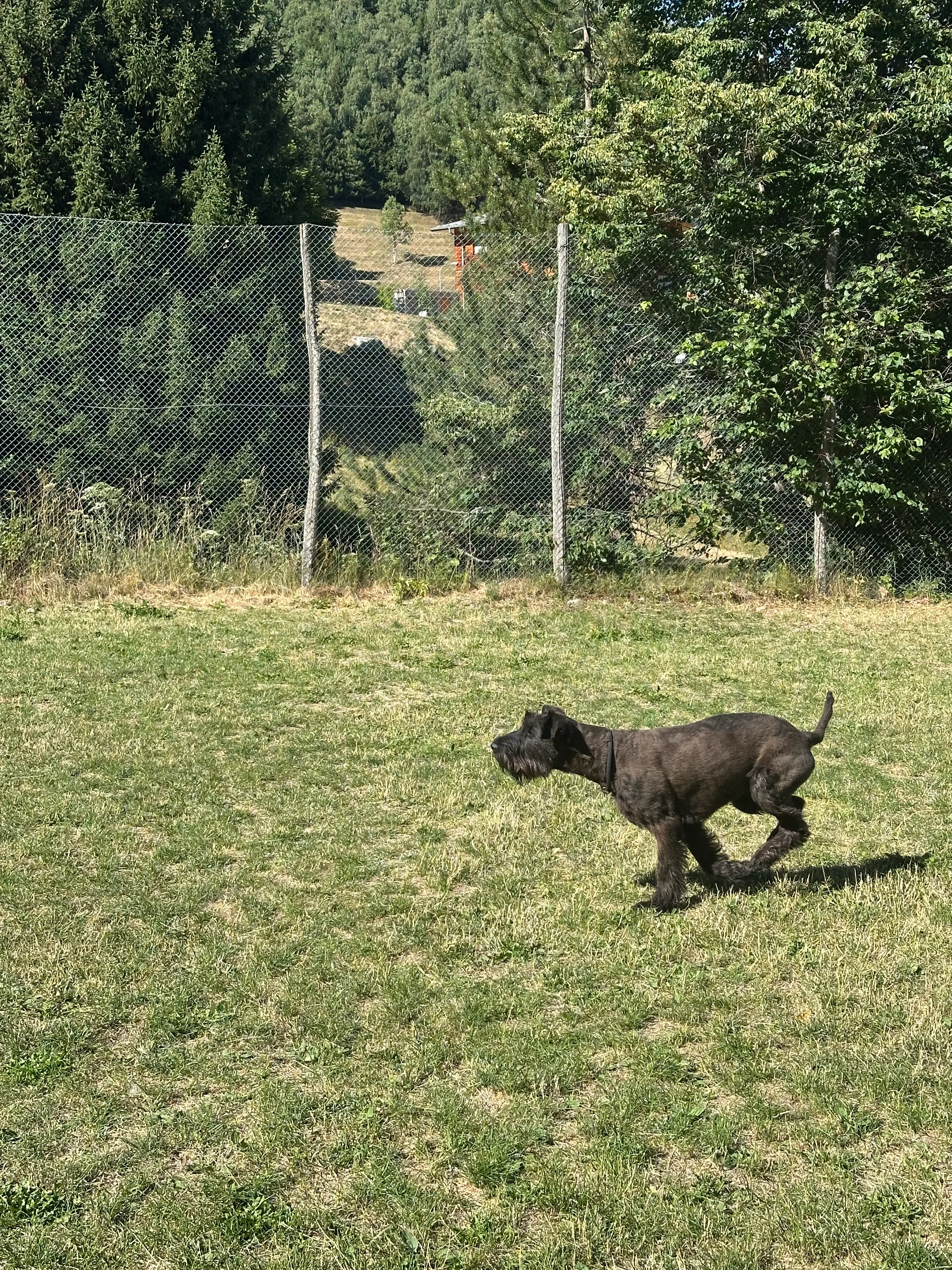 Das Bild zeigt einen schwarzen Hund, der auf seinen Hinterbeinen im Gras steht, umgeben von einem Netzzaun und Bäumen im Hintergrund. Hunderassen: Hund. Aktivität: Chillen (chill).