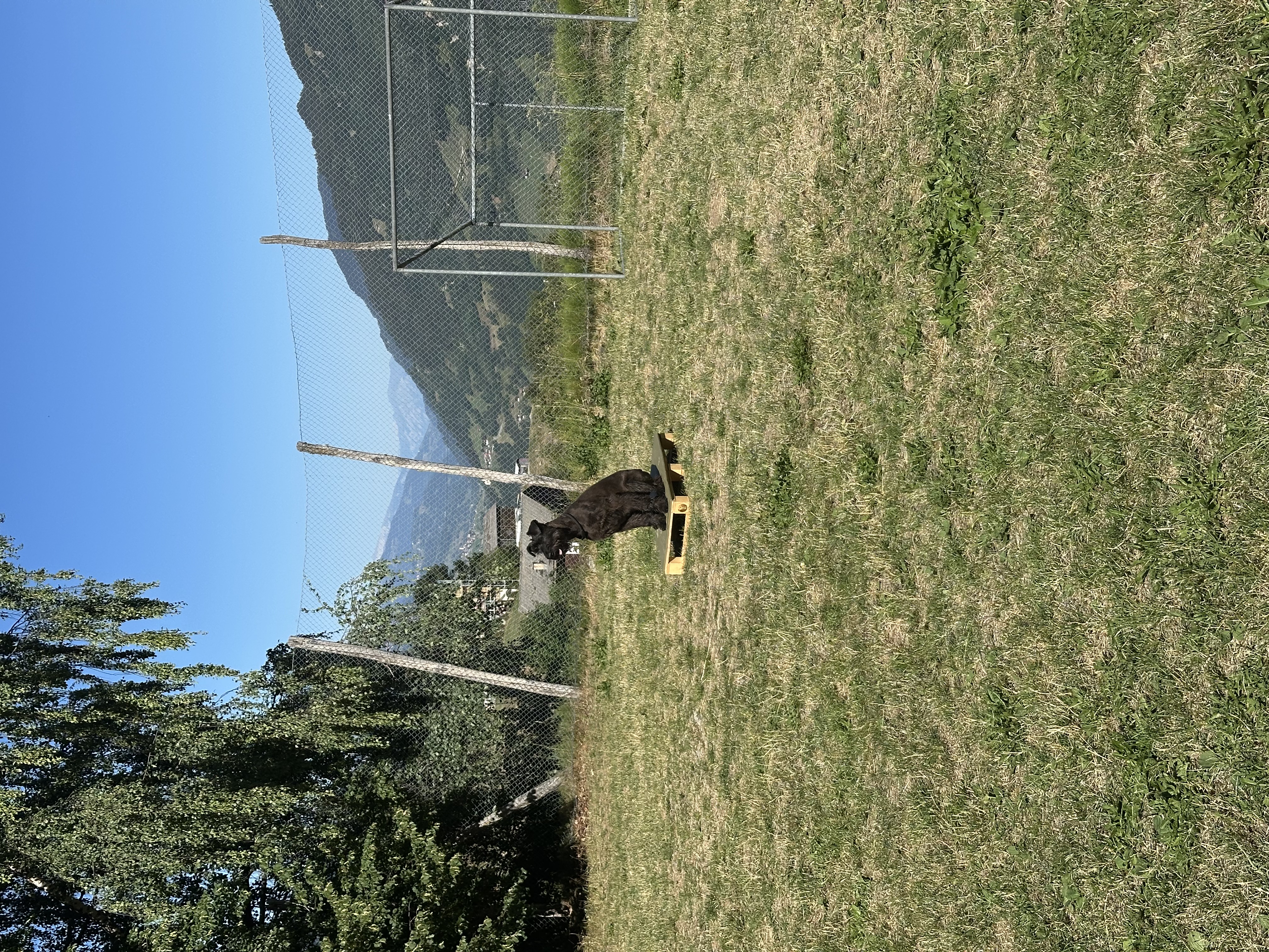 Das Bild zeigt einen schwarzen Hund, der auf einem üppig grünen Feld neben einem Zaun steht, mit Bäumen auf der linken Seite und einem Hügel im Hintergrund. Der Himmel ist oben auf dem Bild sichtbar. Hunderassen: Hund. Aktivität: Chillen (chill).