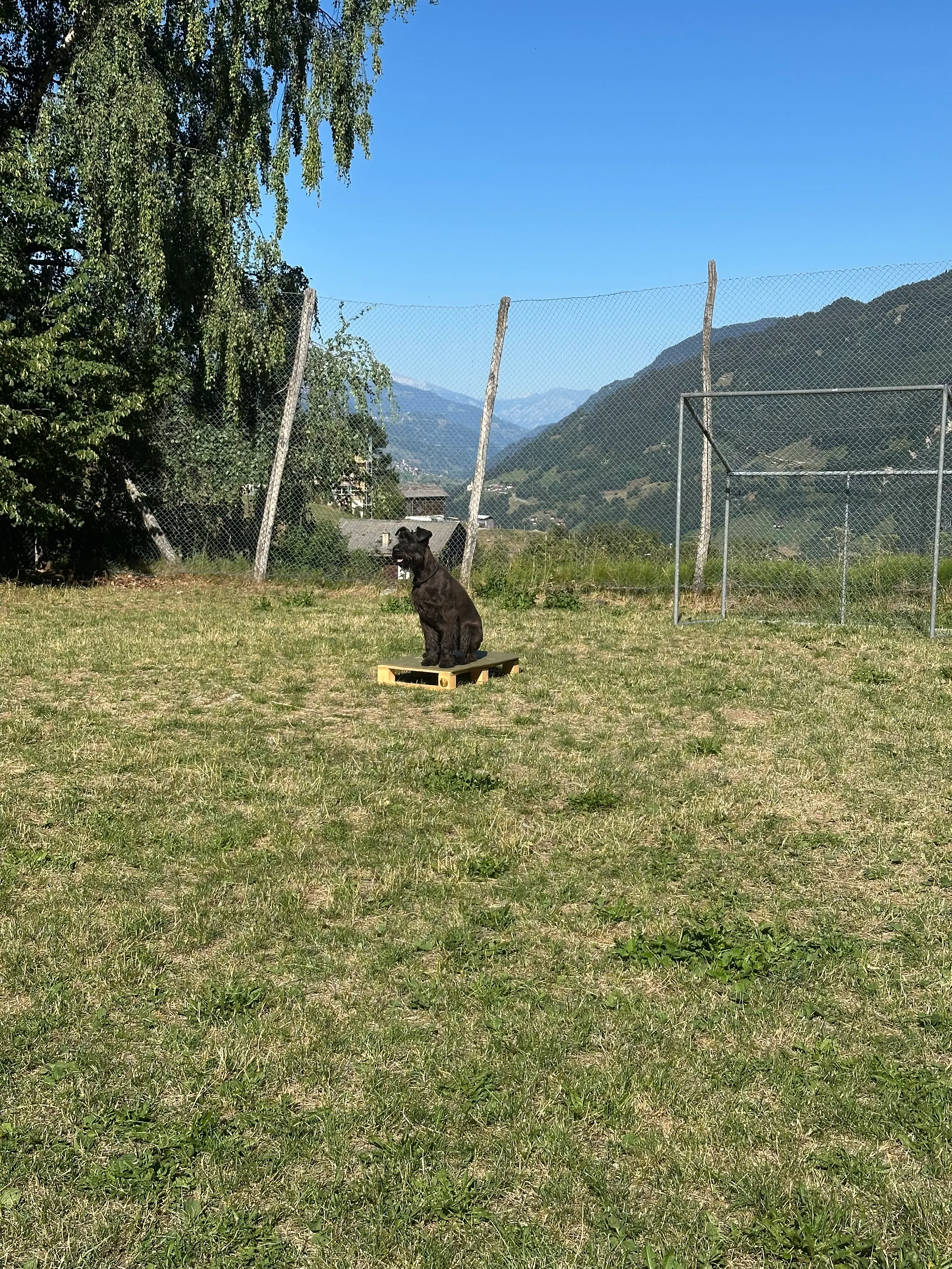 Das Bild zeigt einen schwarzen Hund, der auf einem üppig grünen Feld neben einem Zaun steht, mit Bäumen auf der linken Seite und einem Hügel im Hintergrund. Der Himmel ist oben auf dem Bild sichtbar. Hunderassen: Hund. Aktivität: Chillen (chill).