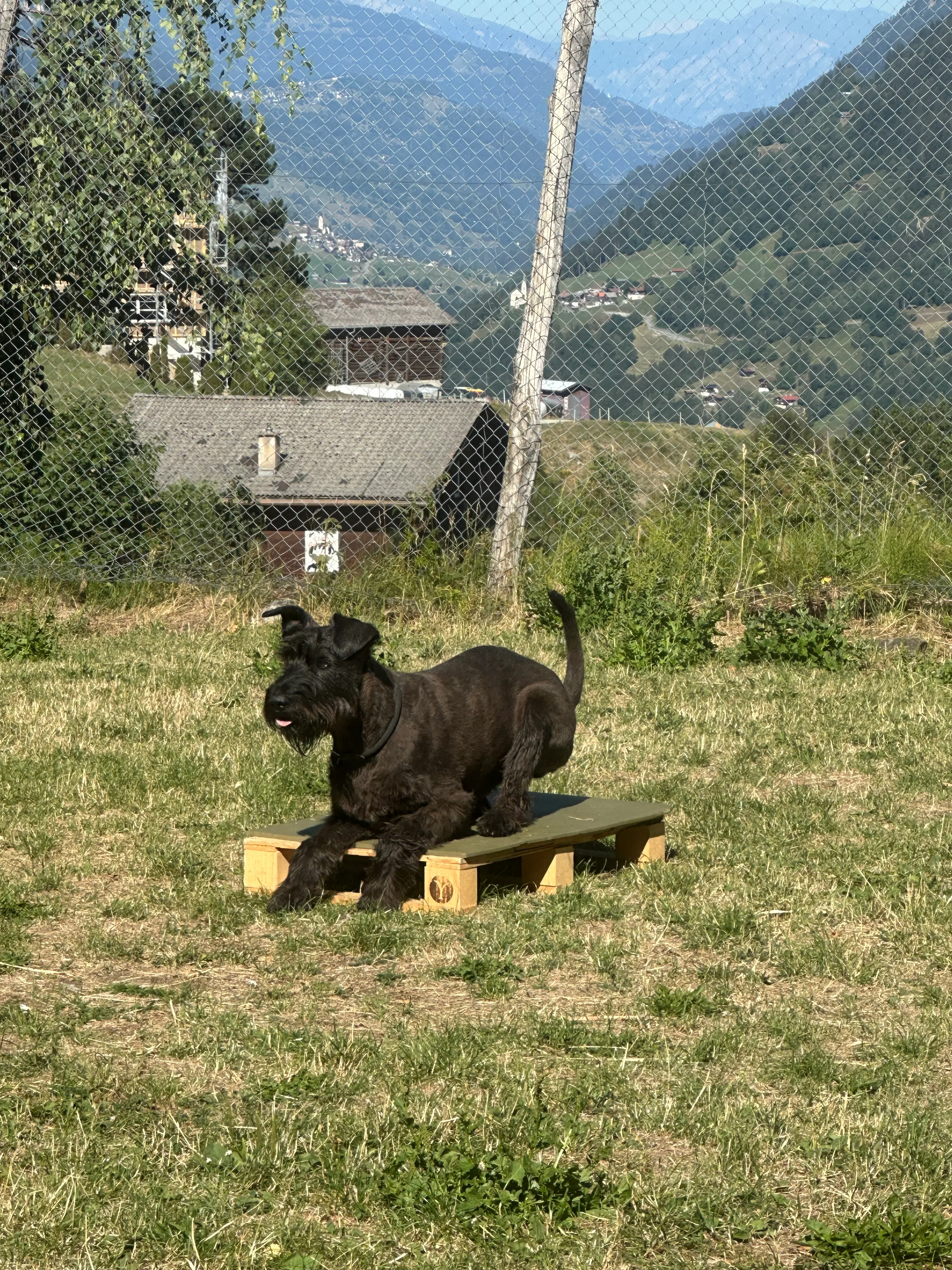 Das Bild zeigt einen schwarzen Hund, der auf einem üppigen grünen Feld neben einem Zaun steht, umgeben von Bäumen, Gebäuden und einem Wasserkörper im Hintergrund. Hunderassen: Hund. Aktivität: Chillen (chill).