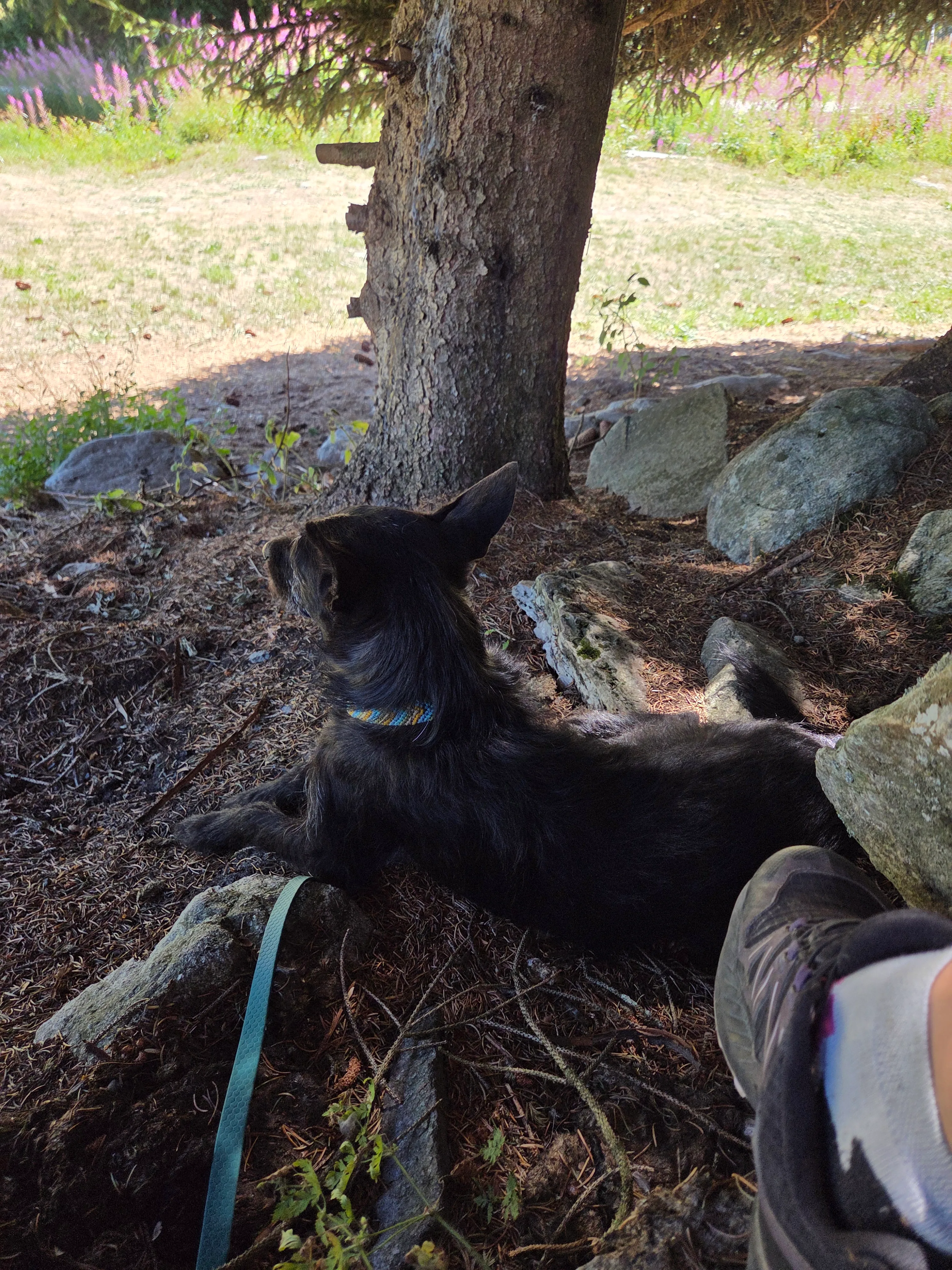 Das Bild zeigt eine Person, die neben einem schwarzen Hund an der Leine steht, umgeben von Steinen, Pflanzen, Gras und Blumen. Aktivität: Chillen (chill).