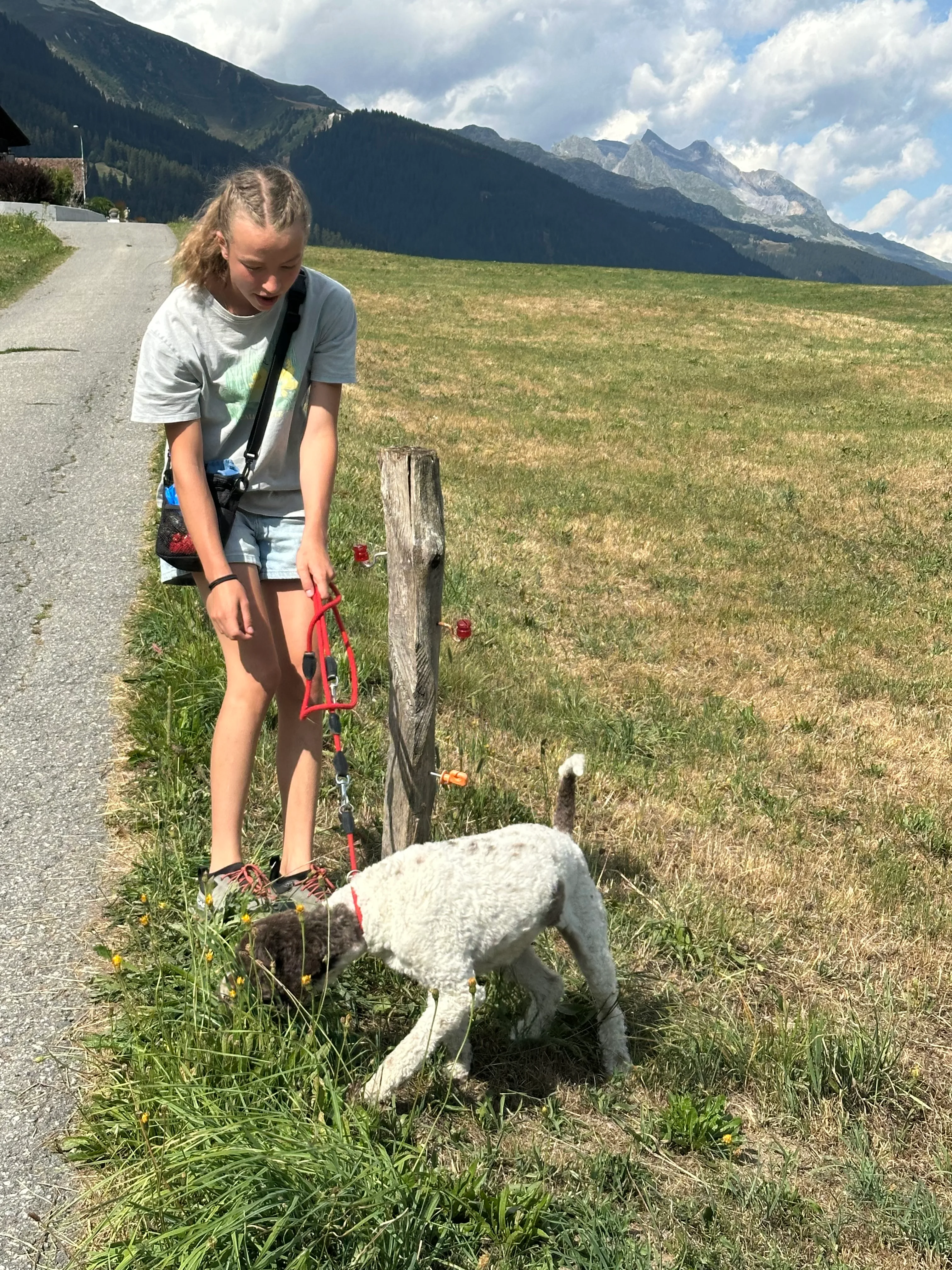 Das Bild zeigt eine Frau, die auf der Seite einer Straße neben einem Schaf steht. Sie trägt ein weißes T-Shirt und blaue Shorts und hat einen Rucksack auf dem Rücken. Der Hintergrund des Bildes ist mit üppig grünem Gras, einem Holzpfosten, einem Berg und einem klaren blauen Himmel gefüllt. Aktivität: Wandern (hiking).