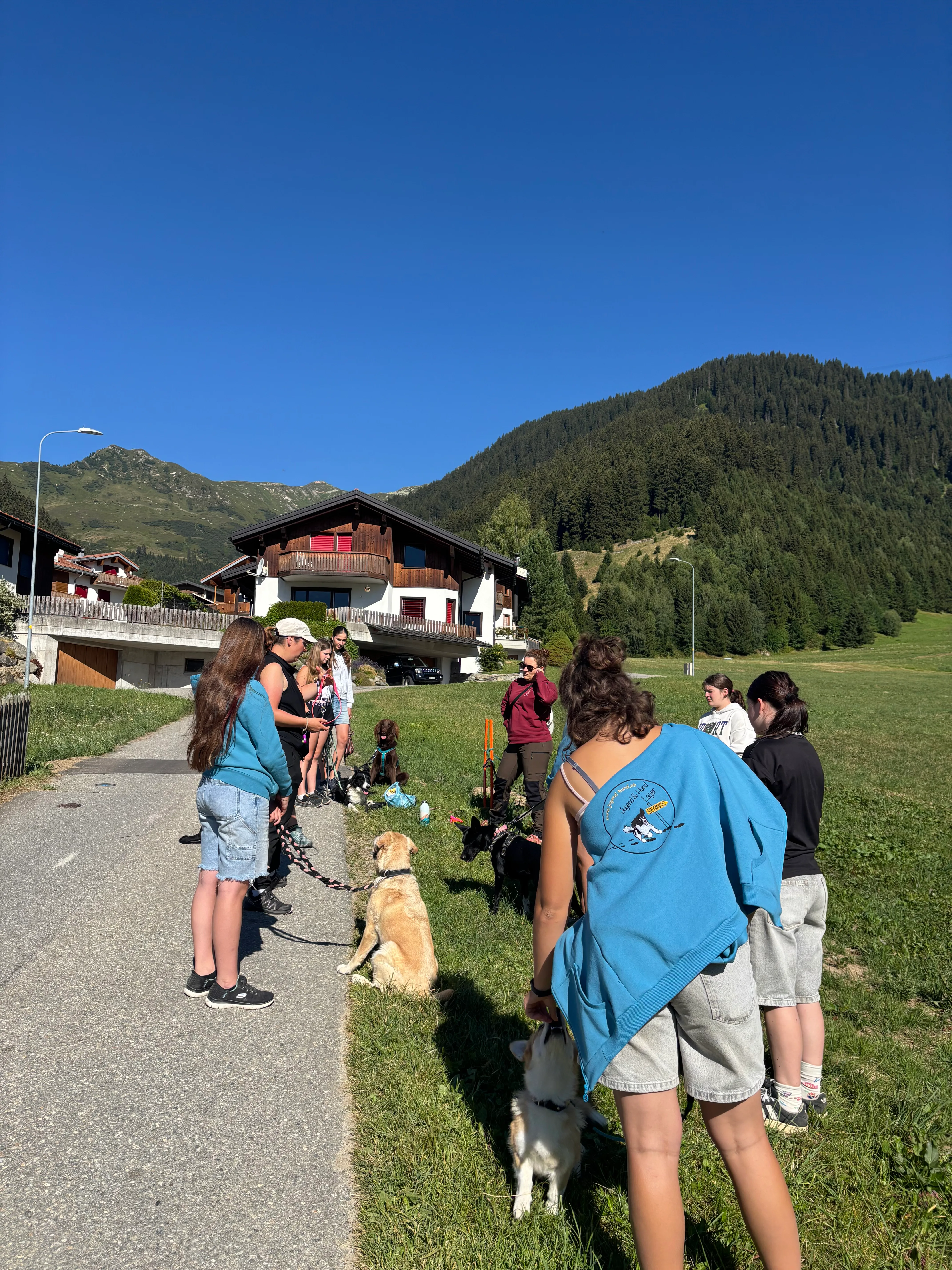 Das Bild zeigt eine Gruppe von Menschen, die mit ihren Hunden eine Straße entlang gehen, die von Gras, Bäumen, Gebäuden, Stöcken und einem klaren blauen Himmel umgeben ist. Hunderassen: Hund, Hund. Aktivität: Chillen (chill).