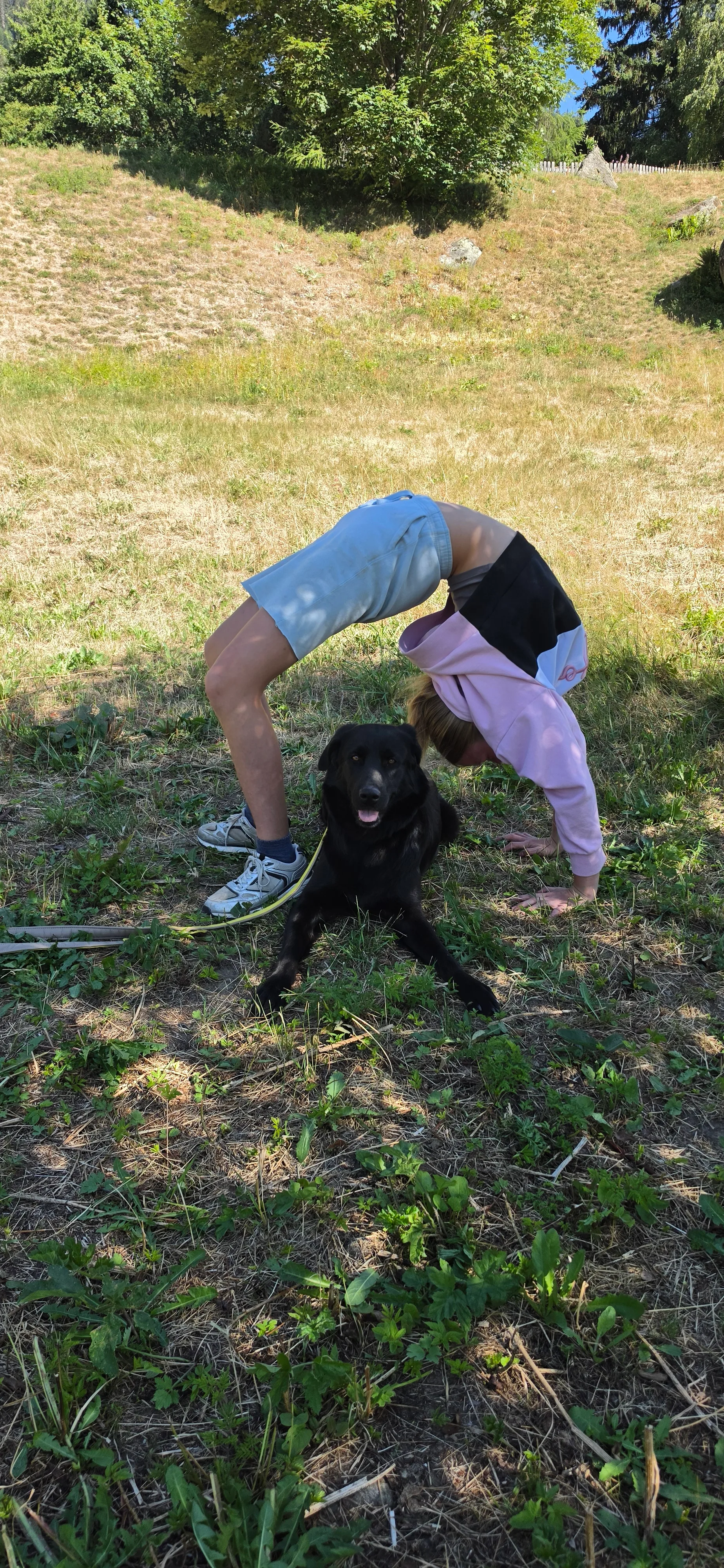 Das Bild zeigt eine Frau in einem rosa Hemd und blaue Shorts, die mit einem schwarzen Hund in einem grasigen Bereich spielen, umgeben von Bäumen und einem klaren blauen Himmel. Hunderassen: Flat-Coated Retriever. Aktivität: Chillen (chill).