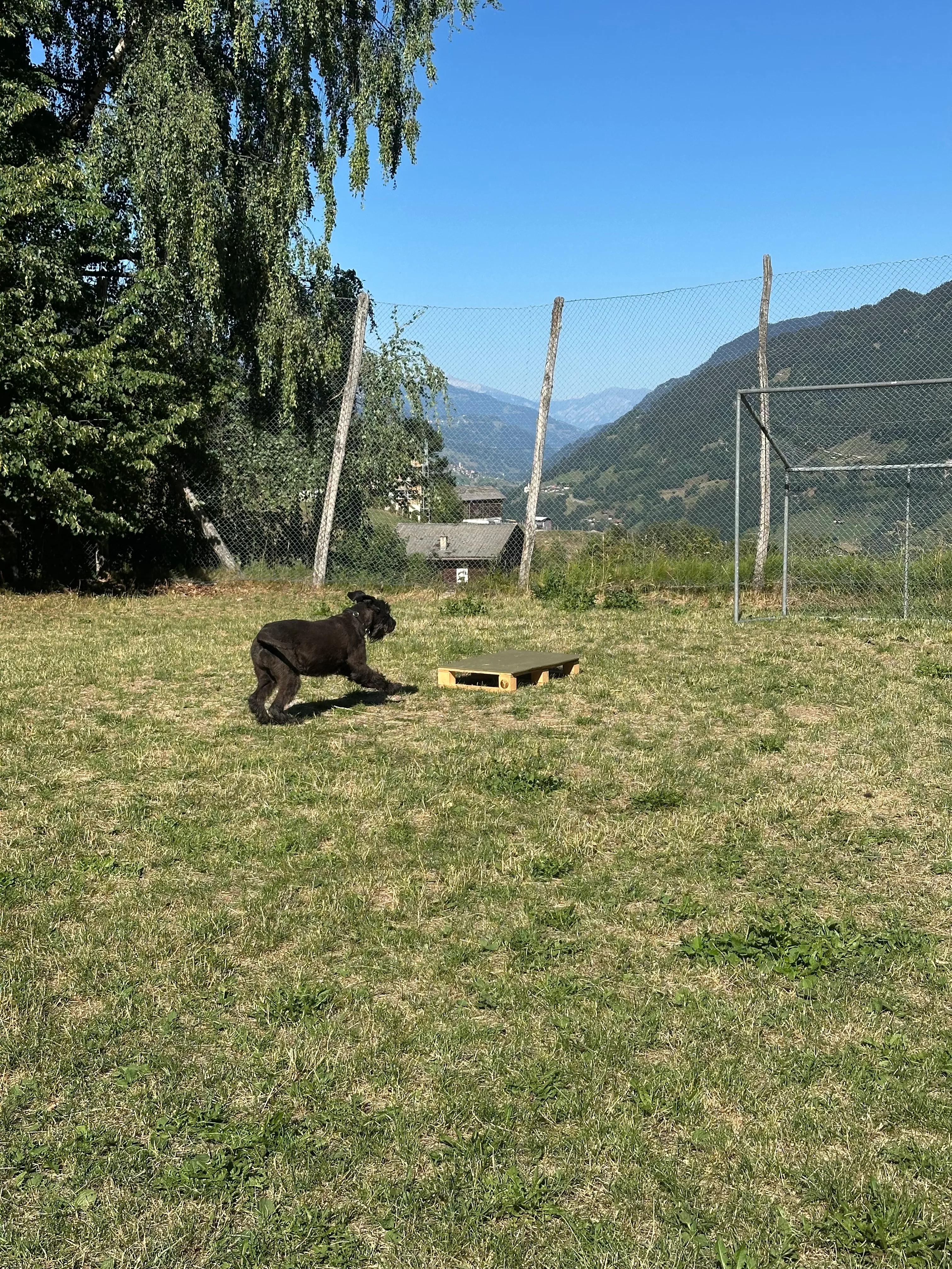 Das Bild zeigt einen schwarzen Hund, der auf einem üppig grünen Feld steht, umgeben von Bäumen, einem Zaun und einem Haus im Hintergrund. Oben ist der Himmel zu sehen und der Hund spielt mit einem Ball. Aktivität: Chillen (chill).
