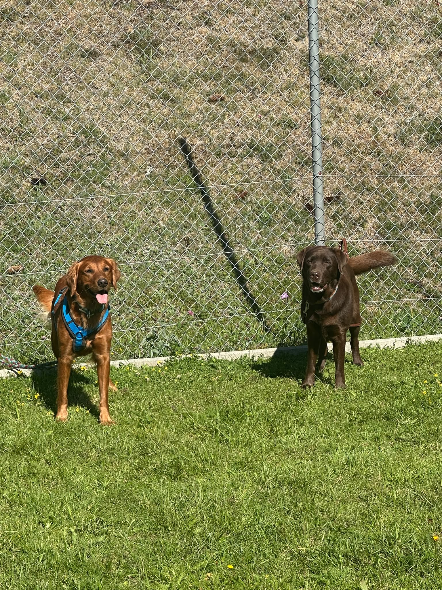 Das Bild zeigt zwei braune Hunde, die im Gras neben einem Kettengliedzaun stehen. Beide tragen Gürtel um den Hals und im Hintergrund ist ein Stock. Hunderassen: Irish Setter, Labrador Retriever. Aktivität: Chillen (chill).