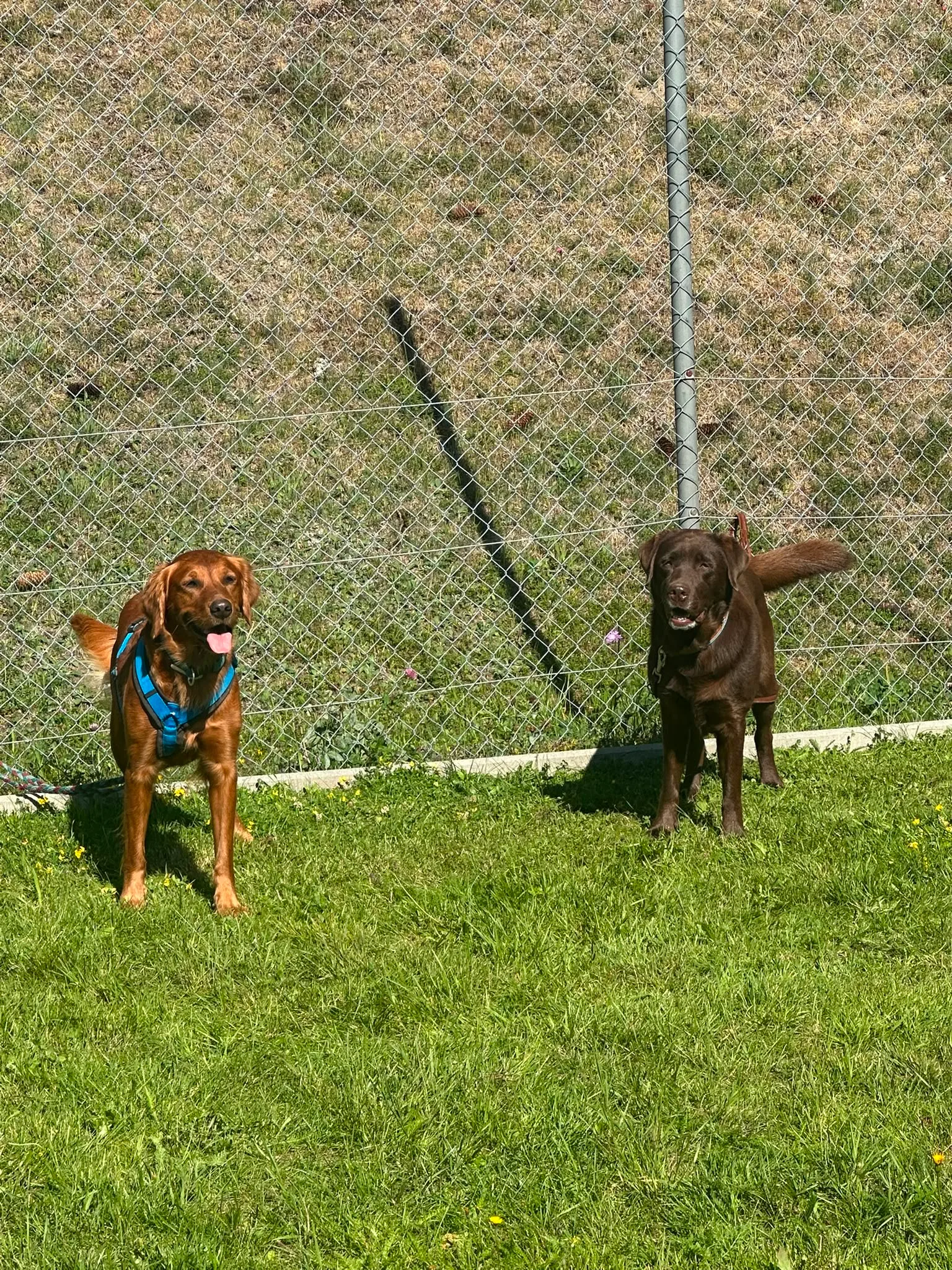 Das Bild zeigt zwei braune Hunde, die im Gras neben einem Kettengliedzaun stehen. Beide tragen Gürtel um den Hals und im Hintergrund ist ein Stock. Hunderassen: Irish Setter, Labrador Retriever. Aktivität: Chillen (chill).