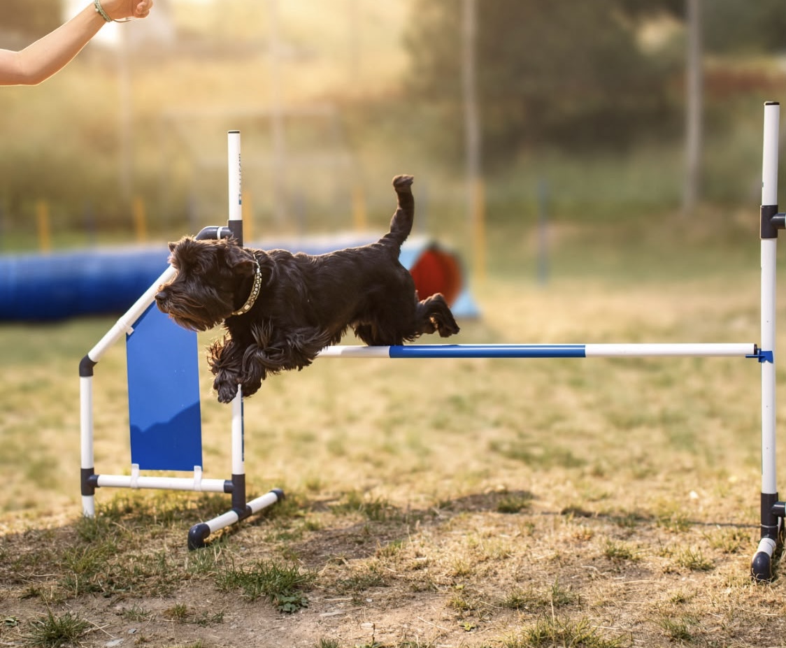 Das Bild zeigt einen schwarzen Hund, der über ein Hindernis in einem Feld springt, mit der Hand einer Person auf der linken Seite des Bildes. Der Hintergrund ist verschwommen, was darauf hindeutet, dass der Hund in der Luft ist, als ob er versucht, über das Hindernis zu springen. Hunderassen: Cocker Spaniel. Aktivität: Chillen (chill).