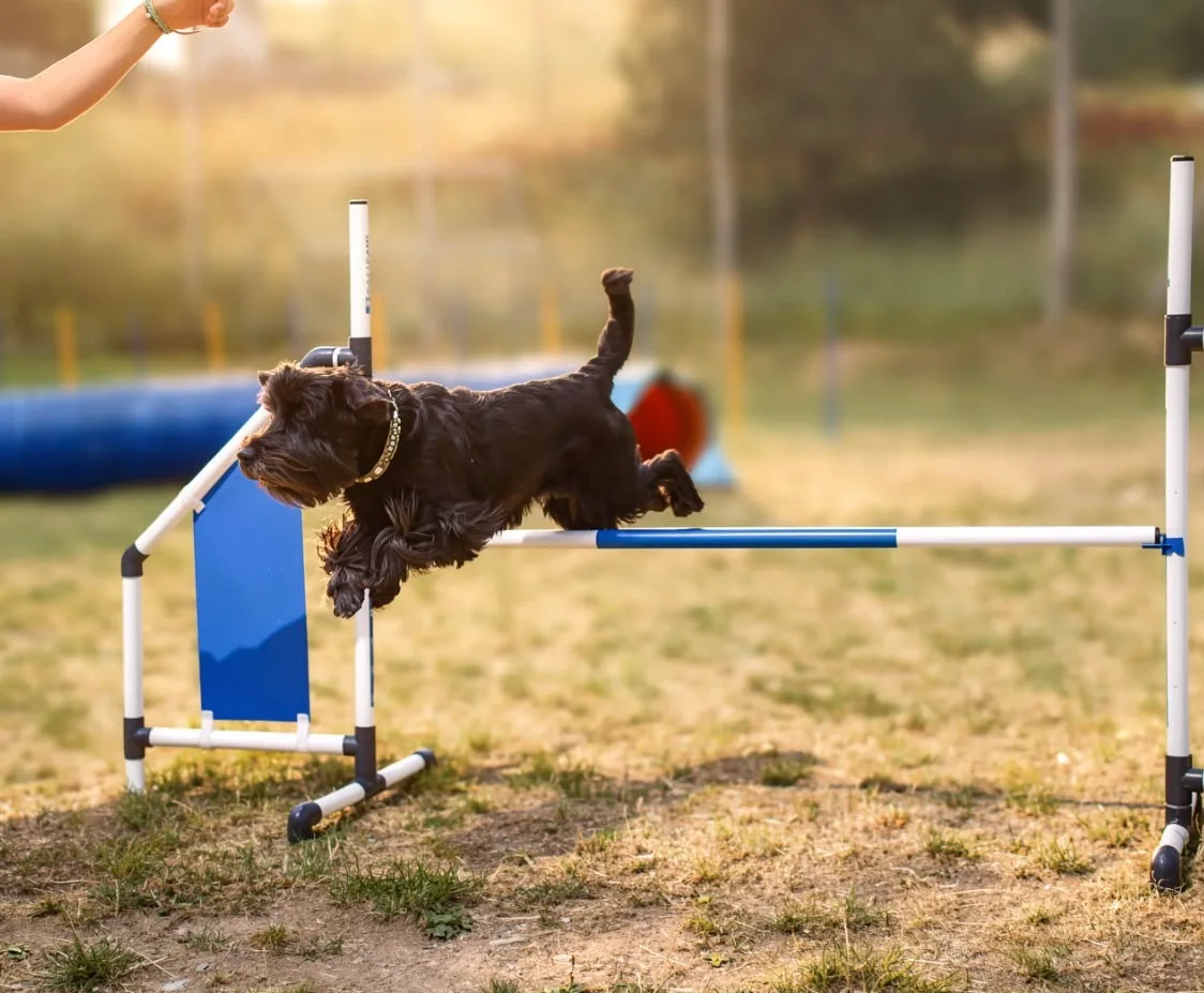 Das Bild zeigt einen schwarzen Hund, der über ein Hindernis in einem Feld springt, mit der Hand einer Person auf der linken Seite des Bildes. Der Hintergrund ist verschwommen, was darauf hindeutet, dass der Hund in der Luft ist, als ob er versucht, über das Hindernis zu springen. Hunderassen: Cocker Spaniel. Aktivität: Chillen (chill).