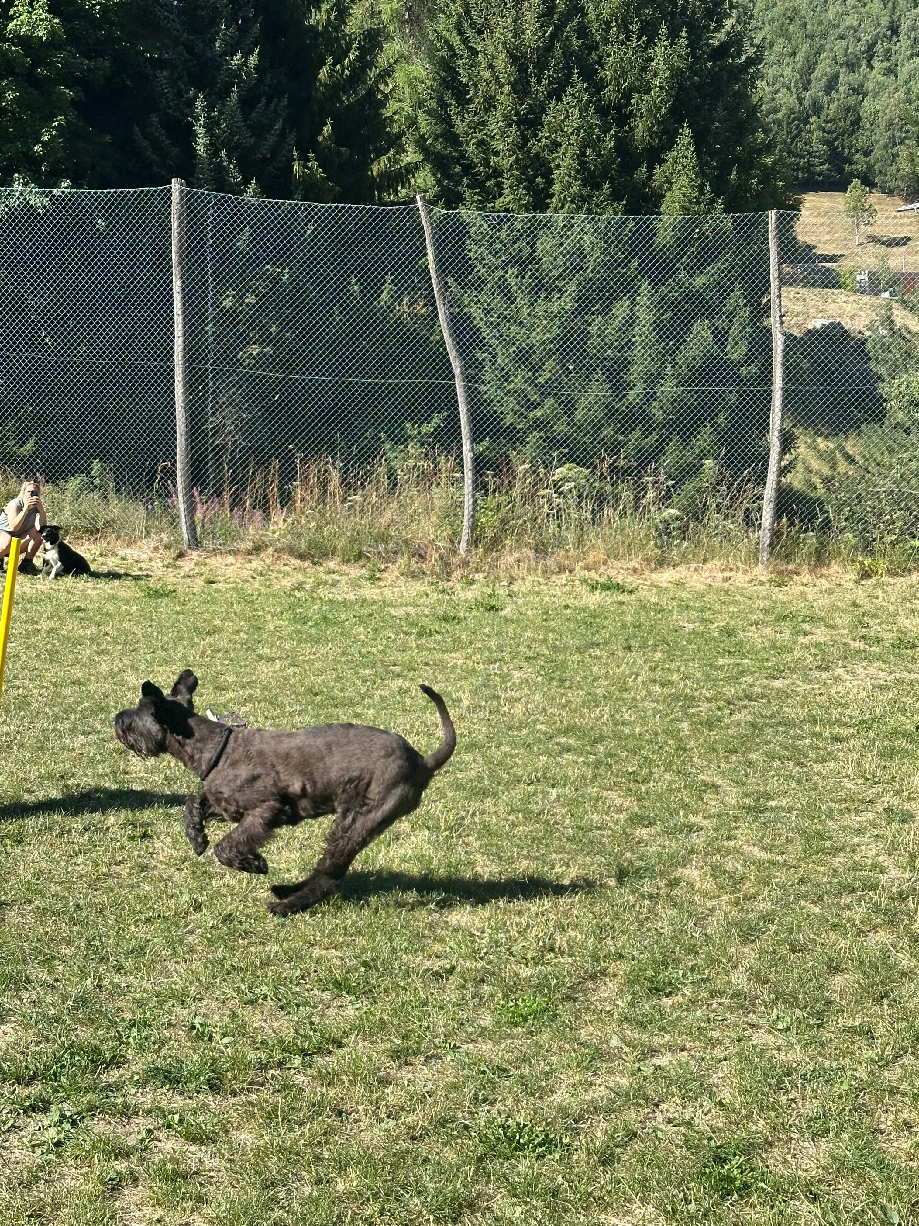Das Bild zeigt einen schwarzen Hund, der auf seinen Hinterbeinen im Gras steht, mit einem gelben Pol davor. Auf der linken Seite des Bildes befindet sich ein Zaun, und auf der rechten Seite sind Bäume. Der Hund scheint mit einem Ball zu spielen, was darauf hindeutet, dass er ein Hundetrainer ist. Hunderassen: Hund, Hund. Aktivität: Chillen (chill).