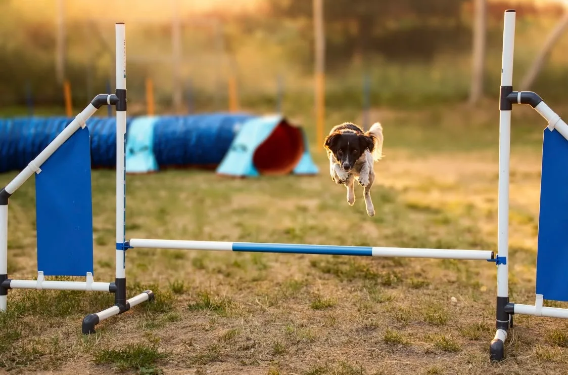 Das Bild zeigt einen Hund, der in einem Feld über ein Hindernis springt, mit Polen und einem blauen Objekt im Hintergrund. Der Boden ist mit Gras bedeckt und es gibt Bäume in der Ferne. Hunderassen: Border Collie. Aktivität: training.