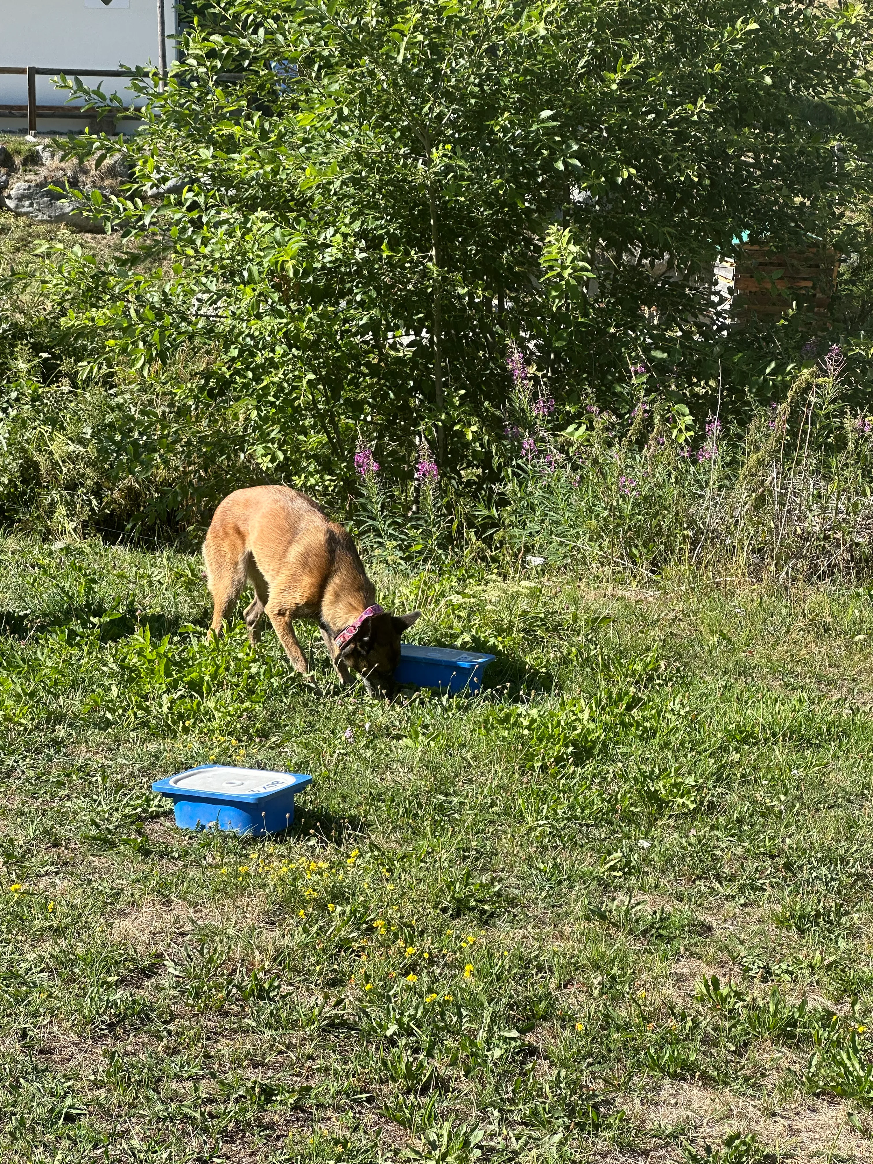 Das Bild zeigt einen Hund, der im Gras neben einer blauen Mülltonne liegt, umgeben von Pflanzen und Blumen. Auf der linken Seite des Bildes befindet sich eine Tür, und der Hund isst von der Mülltonne. Hunderassen: Malinois, Malinois. Aktivität: Chillen (chill).